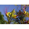 Bloemen-flowers Caesalpinia gilliesii - Césalpinie de Gillies