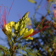 Bloemen-flowers Caesalpinia gilliesii - Yellow Bird of Paradise