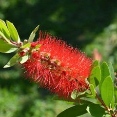 Bloemen-flowers Callistemon citrinus Splendens - Crimson bottlebrush
