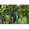 Eetbare tuin-edible garden Carica pentagona - Vasconcellea x heilbornii - Babaco papaya