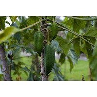 Eetbare tuin-edible garden Carica pentagona - Vasconcellea x heilbornii - Babaco papaya