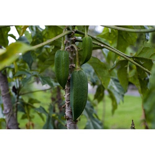 Eetbare tuin-edible garden Carica pentagona - Vasconcellea x heilbornii - Babaco papaya