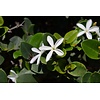 Eetbare tuin-edible garden Carissa grandiflora - Prunier de Natal
