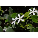 Eetbare tuin-edible garden Carissa grandiflora - Natalplum