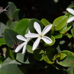Eetbare tuin-edible garden Carissa grandiflora - Prunier de Natal