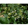 Eetbare tuin-edible garden Stevia rebaudiana Bertoni - Stevia plant - Honingkruid - Stepa