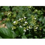 Eetbare tuin-edible garden Stevia rebaudiana Bertoni - Stevia plant - Honingkruid - Stepa