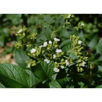 Eetbare tuin-edible garden Stevia rebaudiana Bertoni - Stevia plant - Honingkruid - Stepa