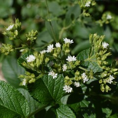 Eetbare tuin-edible garden Stevia rebaudiana Bertoni - Stevia plant