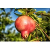Eetbare tuin-edible garden Punica granatum - Grenadier