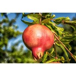 Eetbare tuin-edible garden Punica granatum - Pomegranate