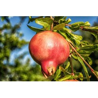 Eetbare tuin-edible garden Punica granatum - Granaatappel
