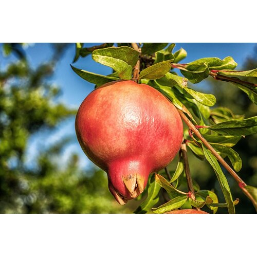 Eetbare tuin-edible garden Punica granatum - Pomegranate
