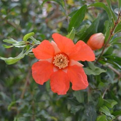 Bloemen-flowers Punica granatum Nana - Granaatappel