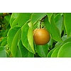 Eetbare tuin-edible garden Pyrus pyrifolia Nashi - Nashi peer