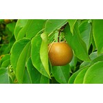 Eetbare tuin-edible garden Pyrus pyrifolia Nashi - Nashi pear
