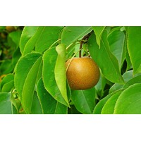 Eetbare tuin-edible garden Pyrus pyrifolia Nashi - Nashi pear