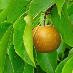 Eetbare tuin-edible garden Pyrus pyrifolia Nashi - Nashi peer