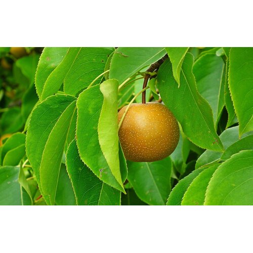 Eetbare tuin-edible garden Pyrus pyrifolia Nashi - Nashi pear