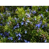 Bloemen-flowers Rosmarinus officinalis - Rosemary