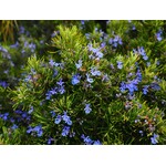 Bloemen-flowers Rosmarinus officinalis - Rosemary