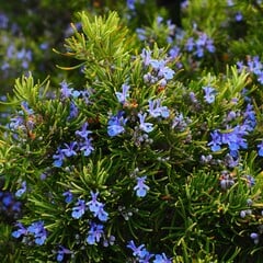 Bloemen-flowers Rosmarinus officinalis - Rosemary