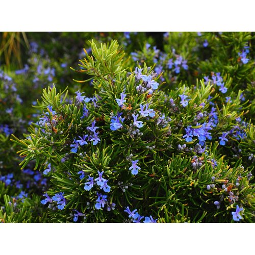 Bloemen-flowers Rosmarinus officinalis - Rosemary