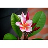 Bloemen-flowers Plumeria rubra Divine - Frangipani - Temple tree