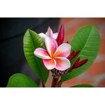 Bloemen-flowers Plumeria rubra Divine - Frangipani - Temple tree
