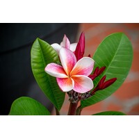 Bloemen-flowers Plumeria rubra Divine - Frangipani - Temple tree