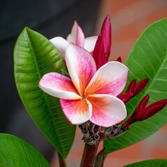 Bloemen-flowers Plumeria rubra Divine - Frangipani - Temple tree