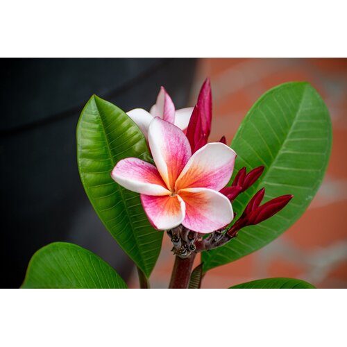 Bloemen-flowers Plumeria rubra Divine - Frangipanier
