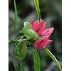 Bloemen-flowers Pavonia multiflora -  Brazilian candles