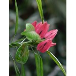 Bloemen-flowers Pavonia multiflora - Brazilian candles