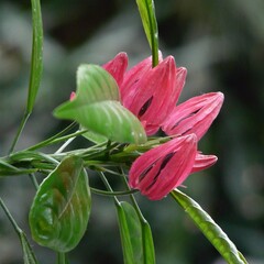 Bloemen-flowers Pavonia multiflora -  Brazilian candles