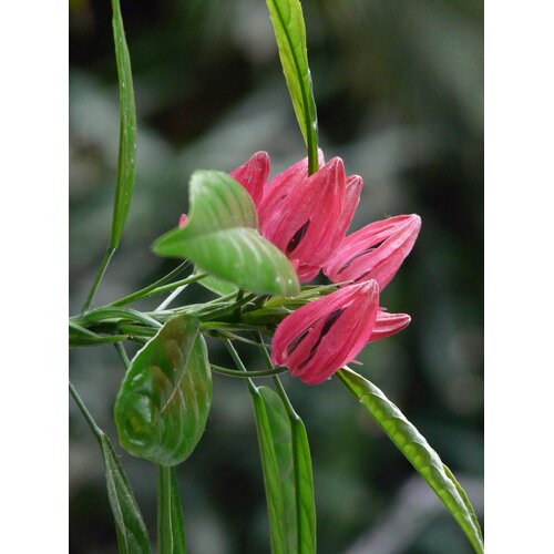 Bloemen-flowers Pavonia multiflora - Brazilian candles