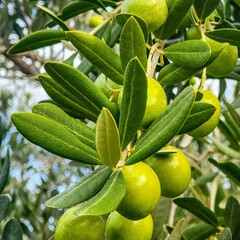 Bomen-trees Olea europaea - Olijfboom
