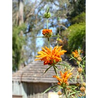 Bloemen-flowers Leonotis leonurus - Wild dagga