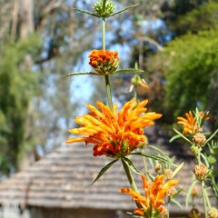 Bloemen-flowers Leonotis leonurus - Leeuwenoor