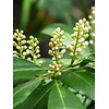 Blad-leaf Laurus nobilis - Laurier sauce