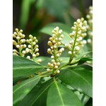 Blad-leaf Laurus nobilis - Laurier sauce