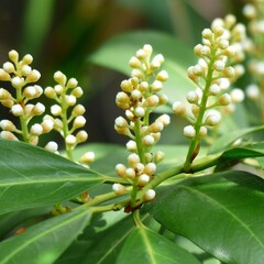 Blad-leaf Laurus nobilis - Keukenlaurier