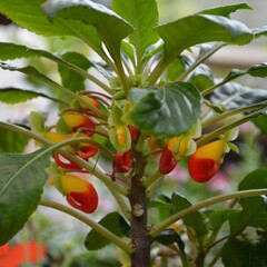 Bloemen-flowers Impatiens niamniamensis - Congobalsemien - Papegaaienbloem