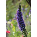 Bloemen-flowers Echium fastuosum - Pride of Madeira