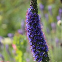 Bloemen-flowers Echium fastuosum - Slangenkruid - Pride of Madeira
