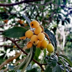 Eetbare tuin-edible garden Eriobotrya japonica - Loquat - Japanse wolmispel