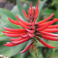 Bloemen-flowers Erythrina falcata - Brazilian coral tree