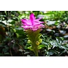Eetbare tuin-edible garden Curcuma longa - Kurkuma - Koenjit