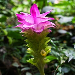 Eetbare tuin-edible garden Curcuma longa - Curcuma - Turmeric