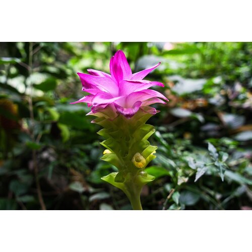 Eetbare tuin-edible garden Curcuma longa - Kurkuma - Koenjit